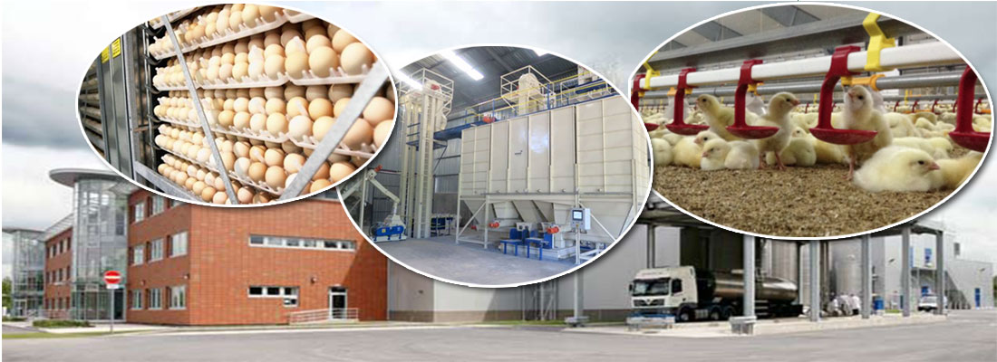 poultry production experts